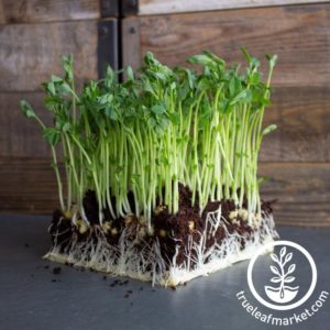 PEA - GREEN (ORGANIC)