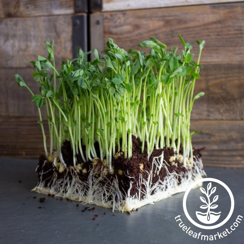 PEA - GREEN (ORGANIC)