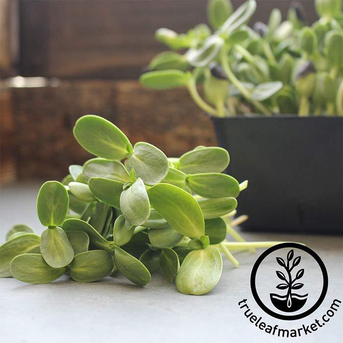 SUNFLOWER - BLACK OIL (ORGANIC)